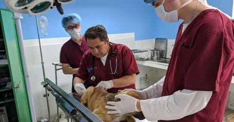 Image of Veterinary Dog Clinic