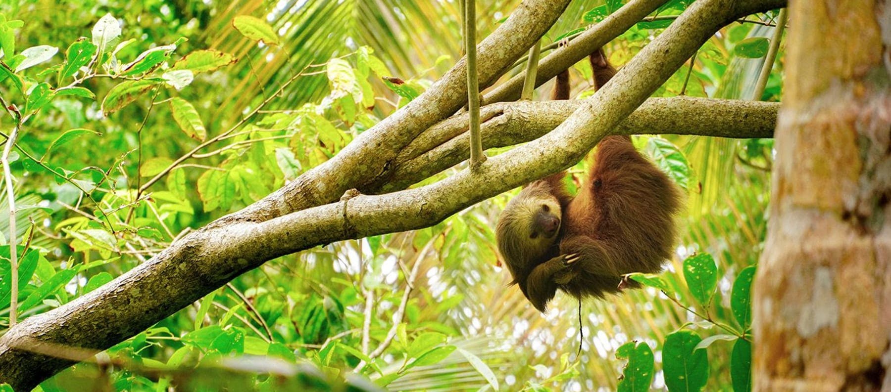 Sloth in a tree in Costa Rica