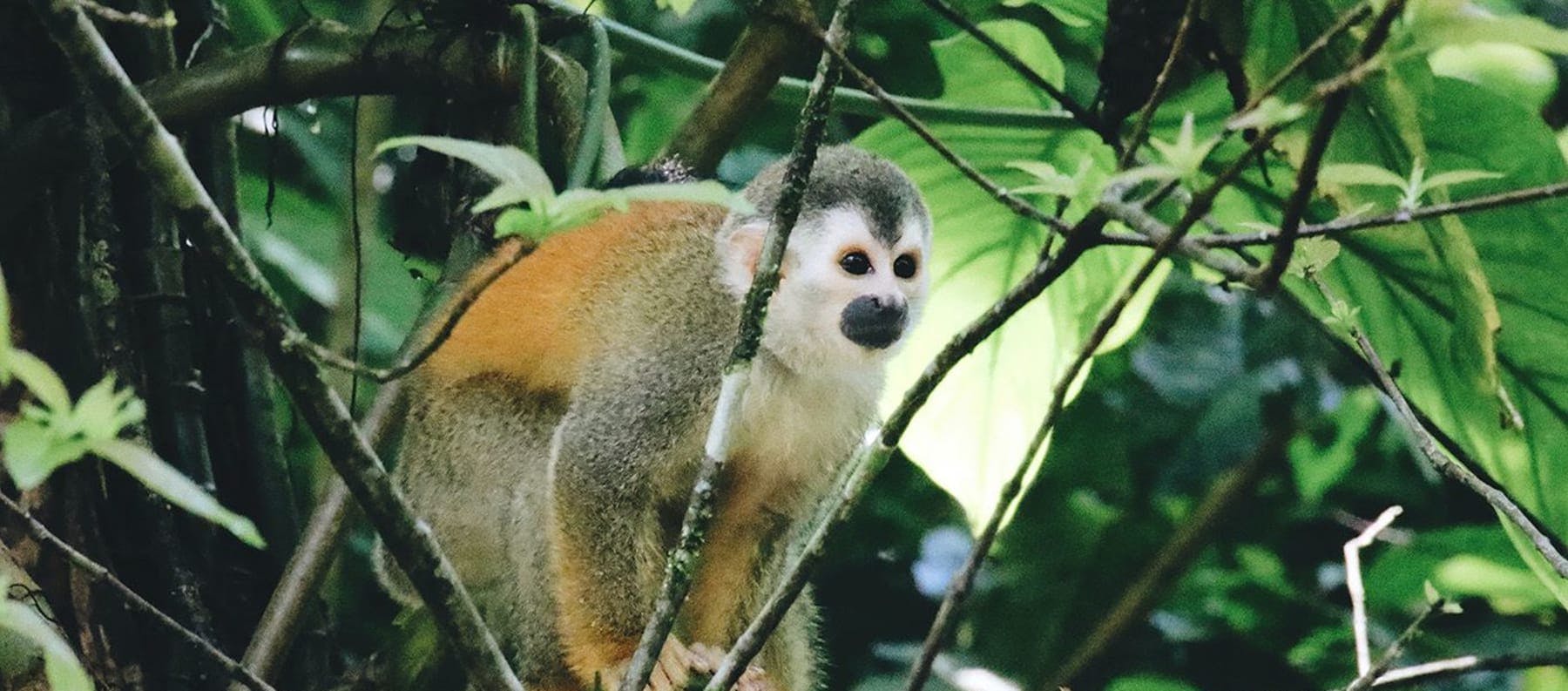 Capuchin monkeys in Costa Rica