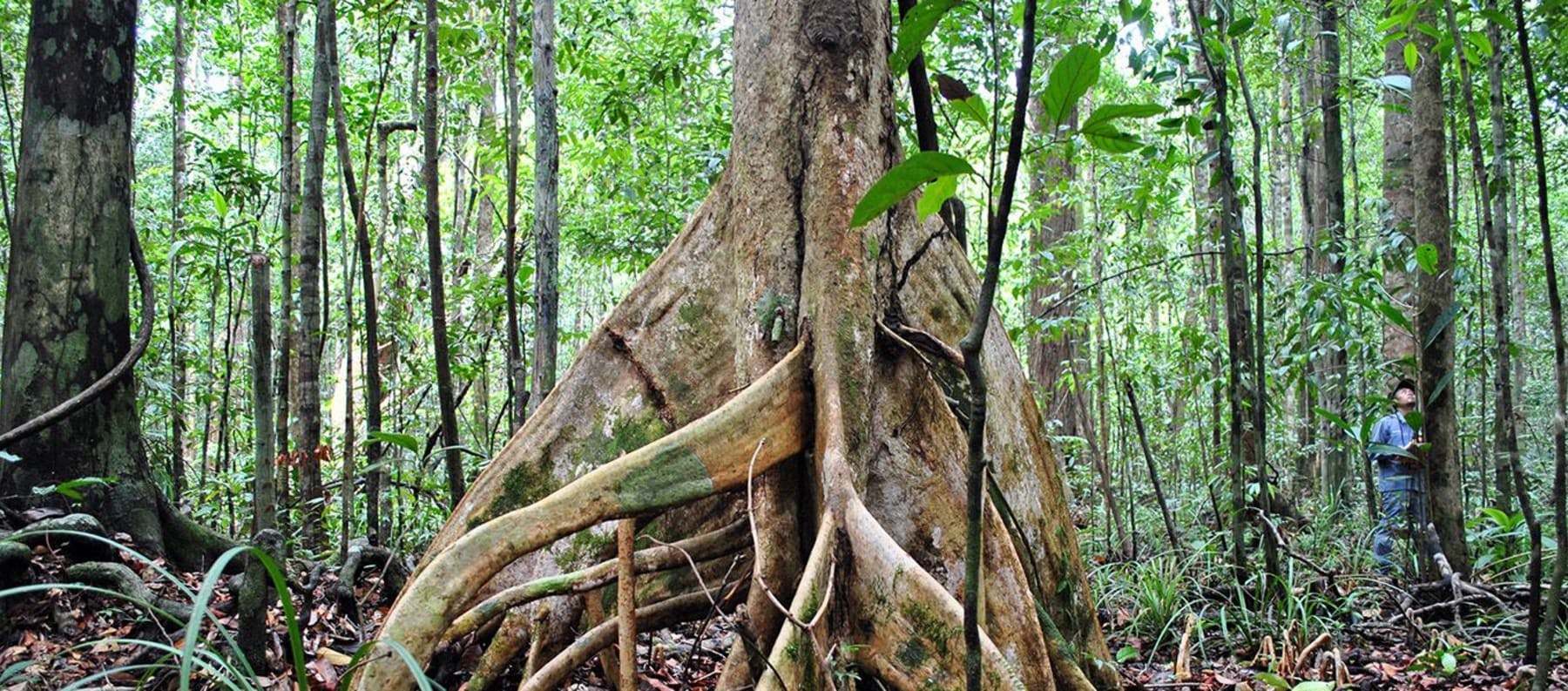 Peat swamp forest in Brunei Darussalam