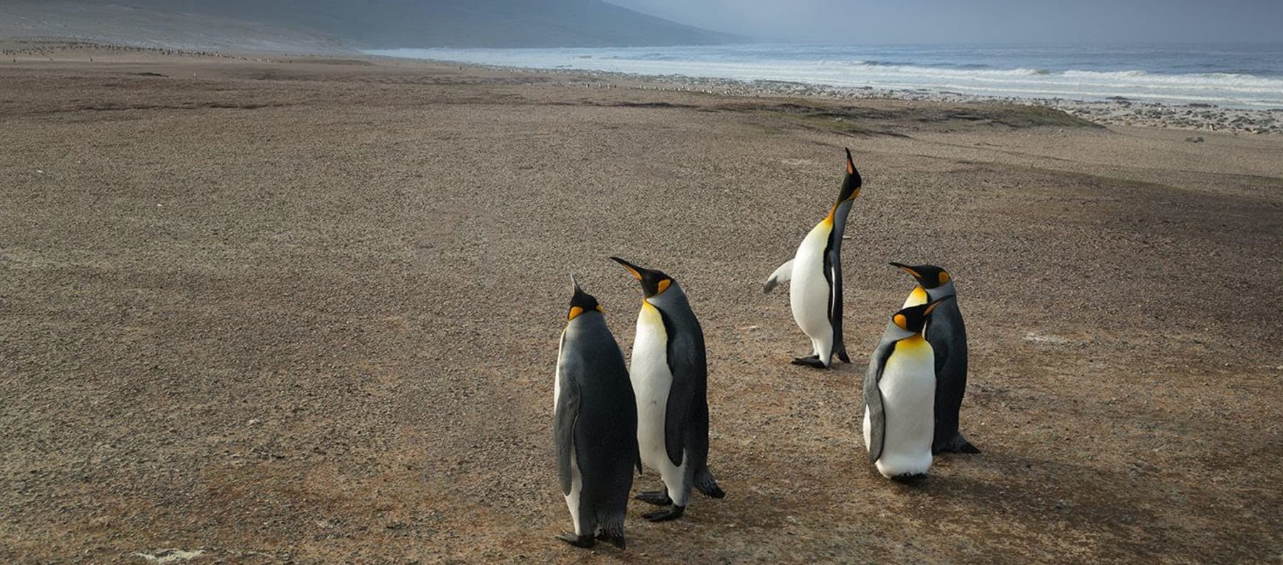 King Penguins in Falkland Islands (Malvinas)