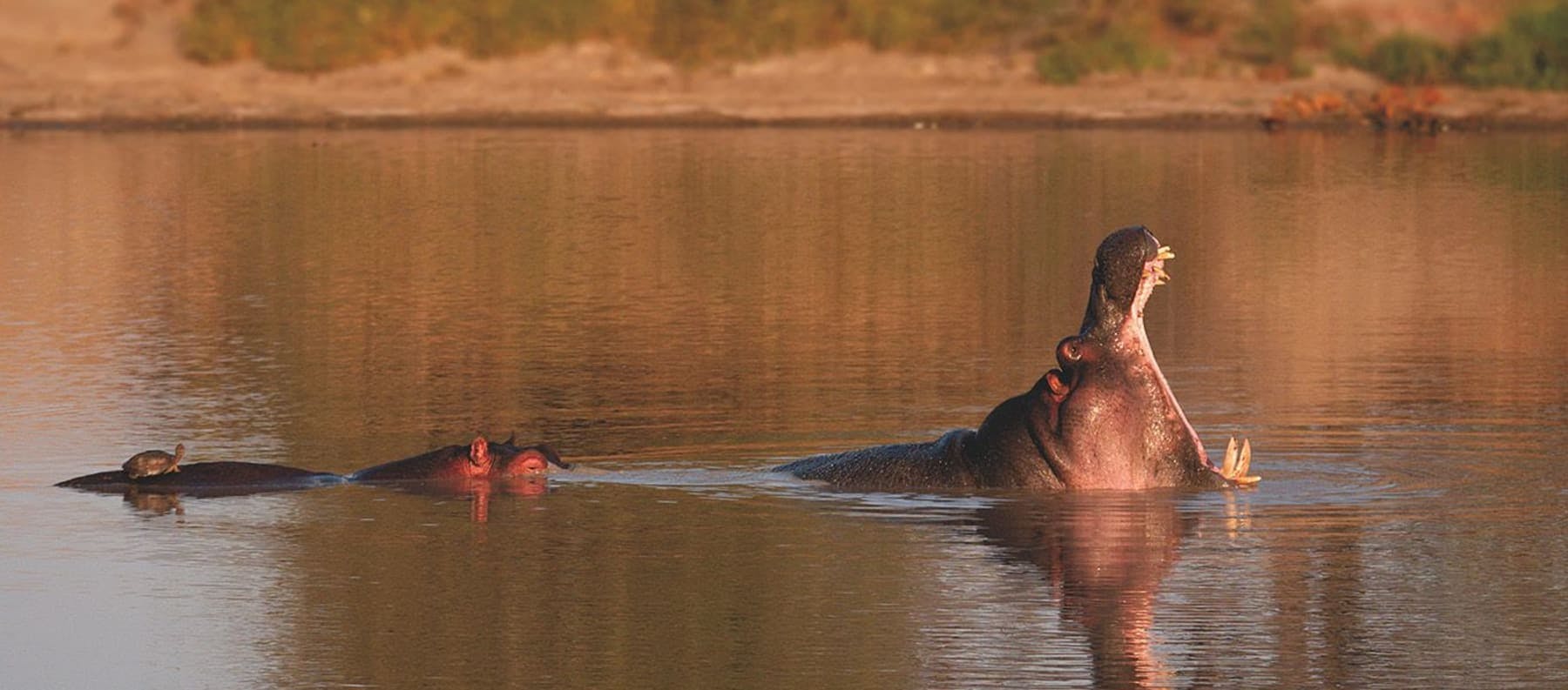 Rare salt water Hippopotamuses in Orango Island - Guinea-Bissau