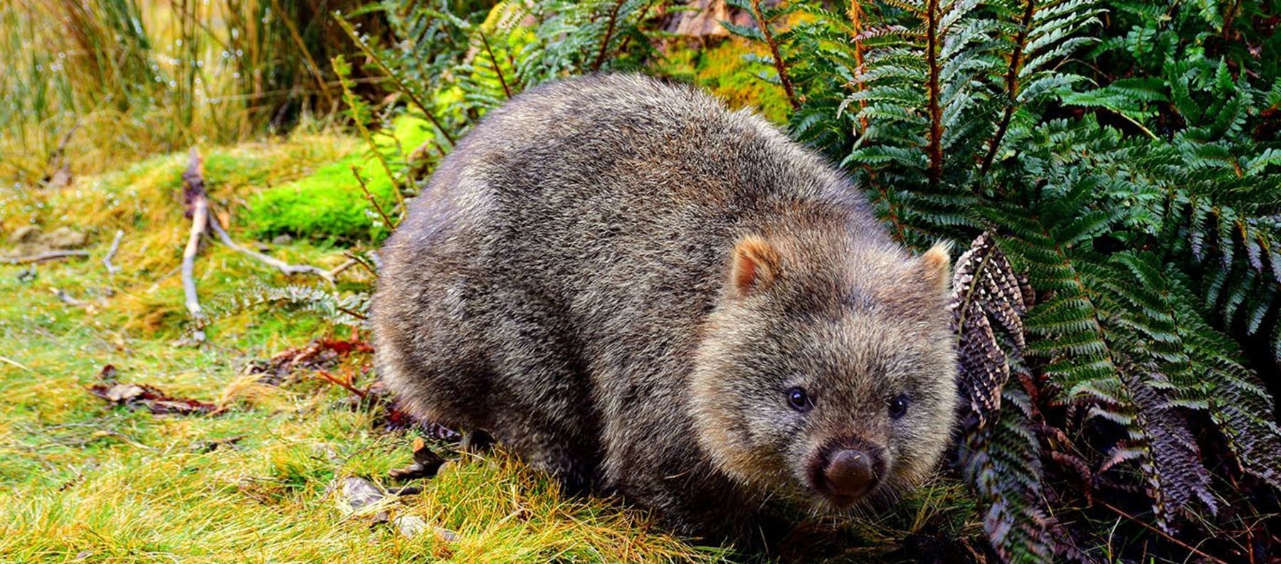 Wombat at Cradle Mountain in Tasmania
