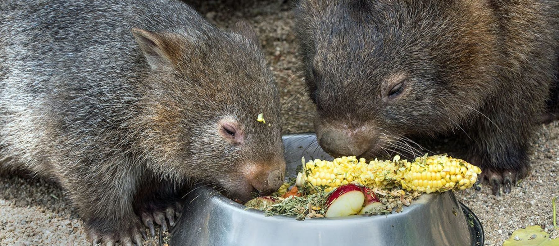 Two Wombats eating a good meal