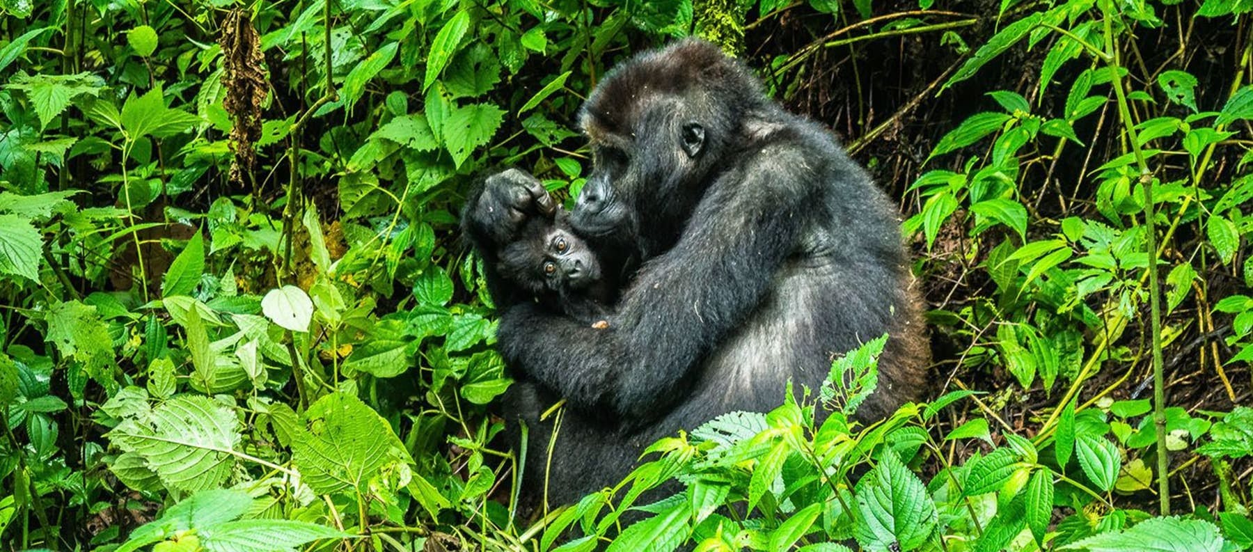Gorillas in the Jungle in the Congo