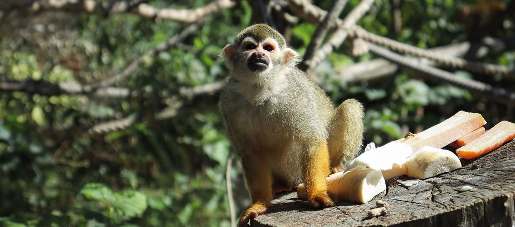 Guianan Squirrel Monkey 