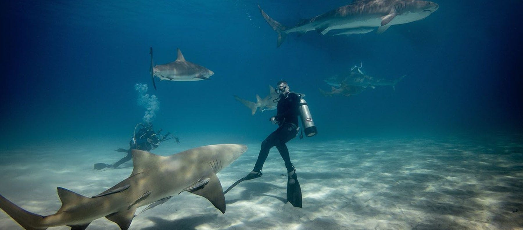 Divers with sharks