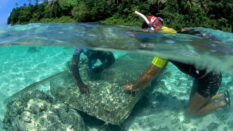 Giant clam cage basic husbandry in the Solomon Islands