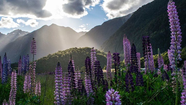 Lupines in Milford Sound, New Zealand