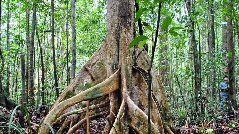 Peat swamp forest in Brunei Darussalam