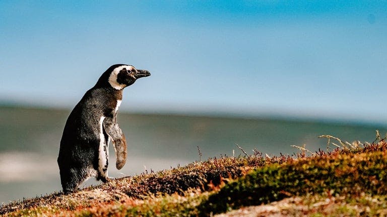 A lone penguin walking up the hill in the Falkland Islands