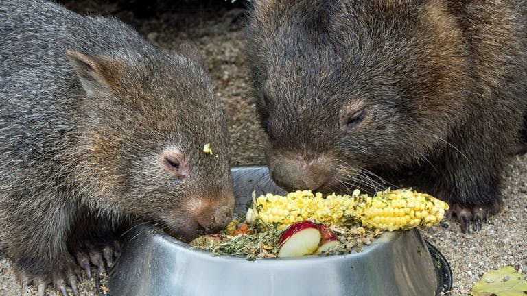 Two Wombats eating a good meal