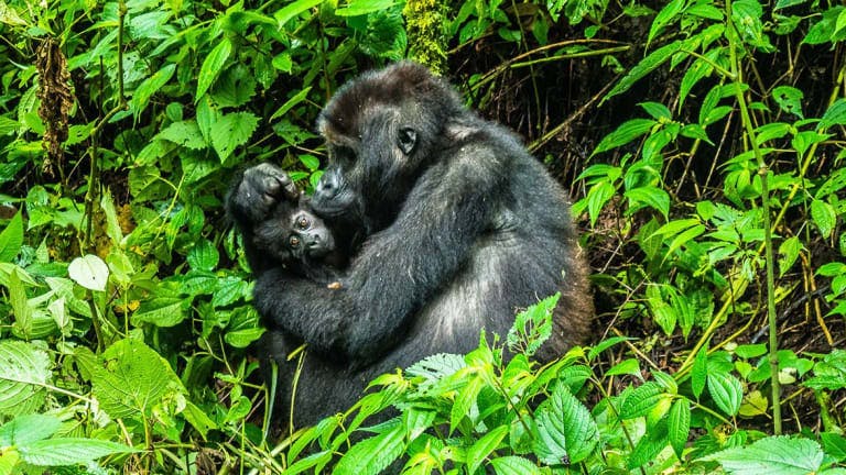 Gorillas in the Jungle in the Congo